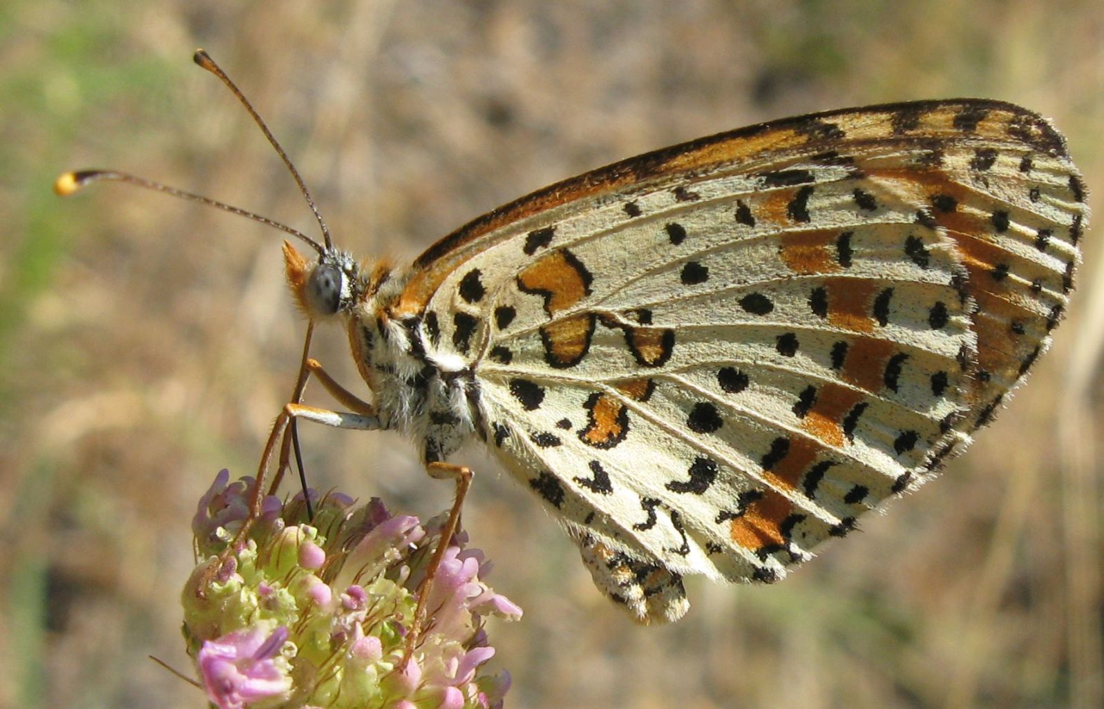 Melitaea didyma o trivia?