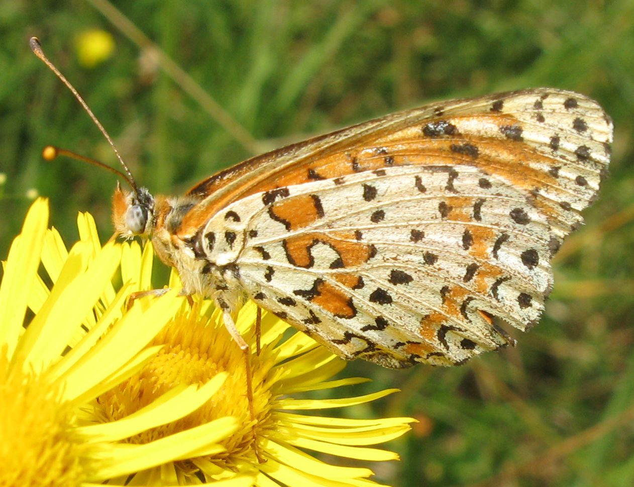 Melitaea didyma o trivia?