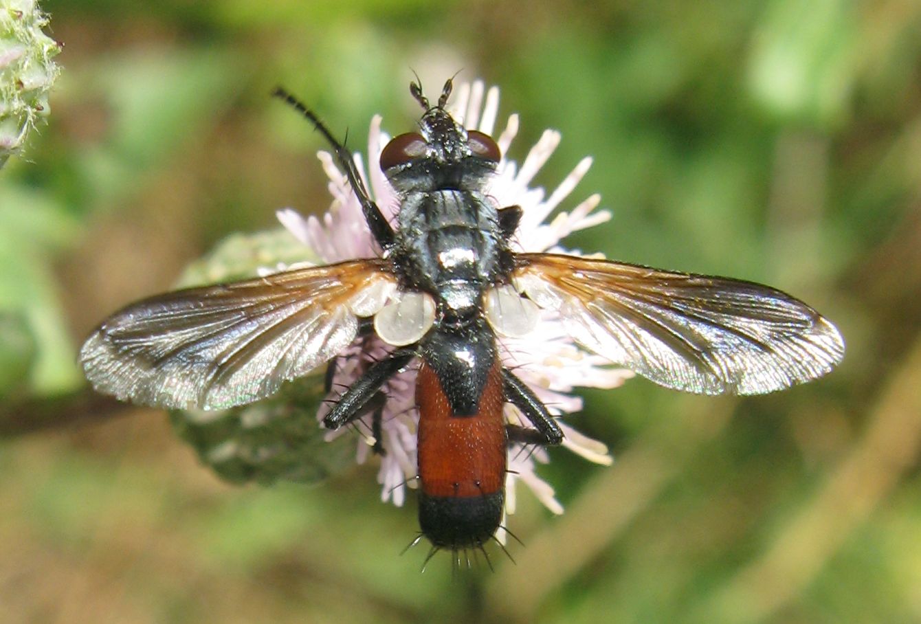 Brachypalpoides lentus (femmina) ?