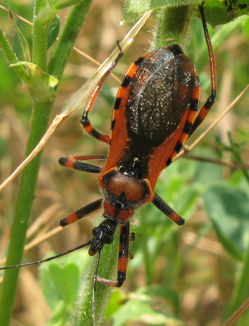 Rhynocoris iracundus o rubricus