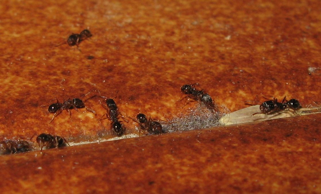 Formiche invadenti: Tetramorium cfr caespitum