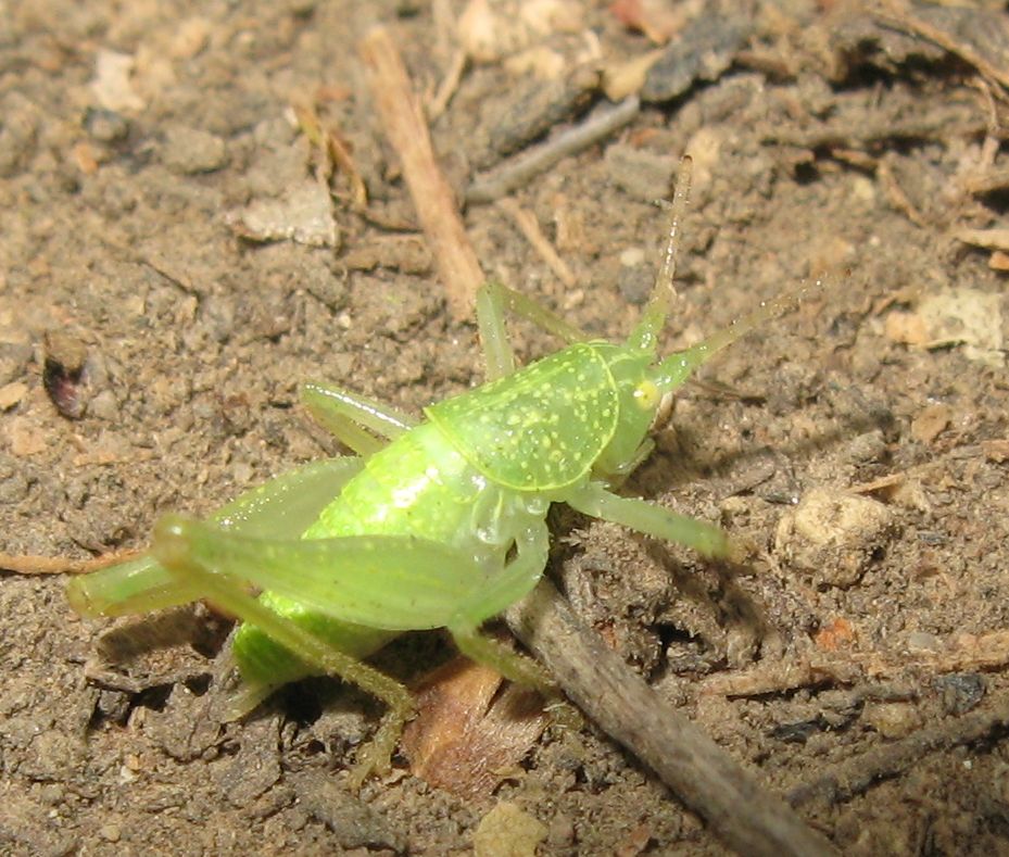 Ninfa di Cyrtaspis scutata (Meconematidae) - (BO)