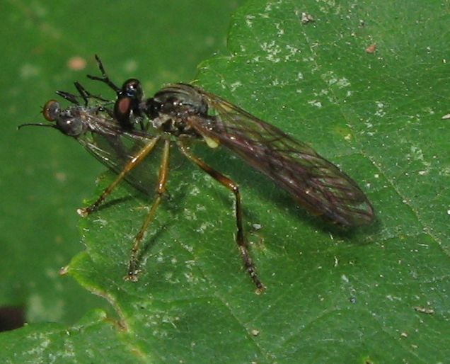 Dioctria sp. (Asilidae) con preda (Hybotidae)-