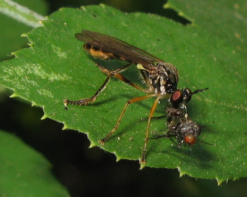 Dioctria sp. (Asilidae) con preda (Hybotidae)-