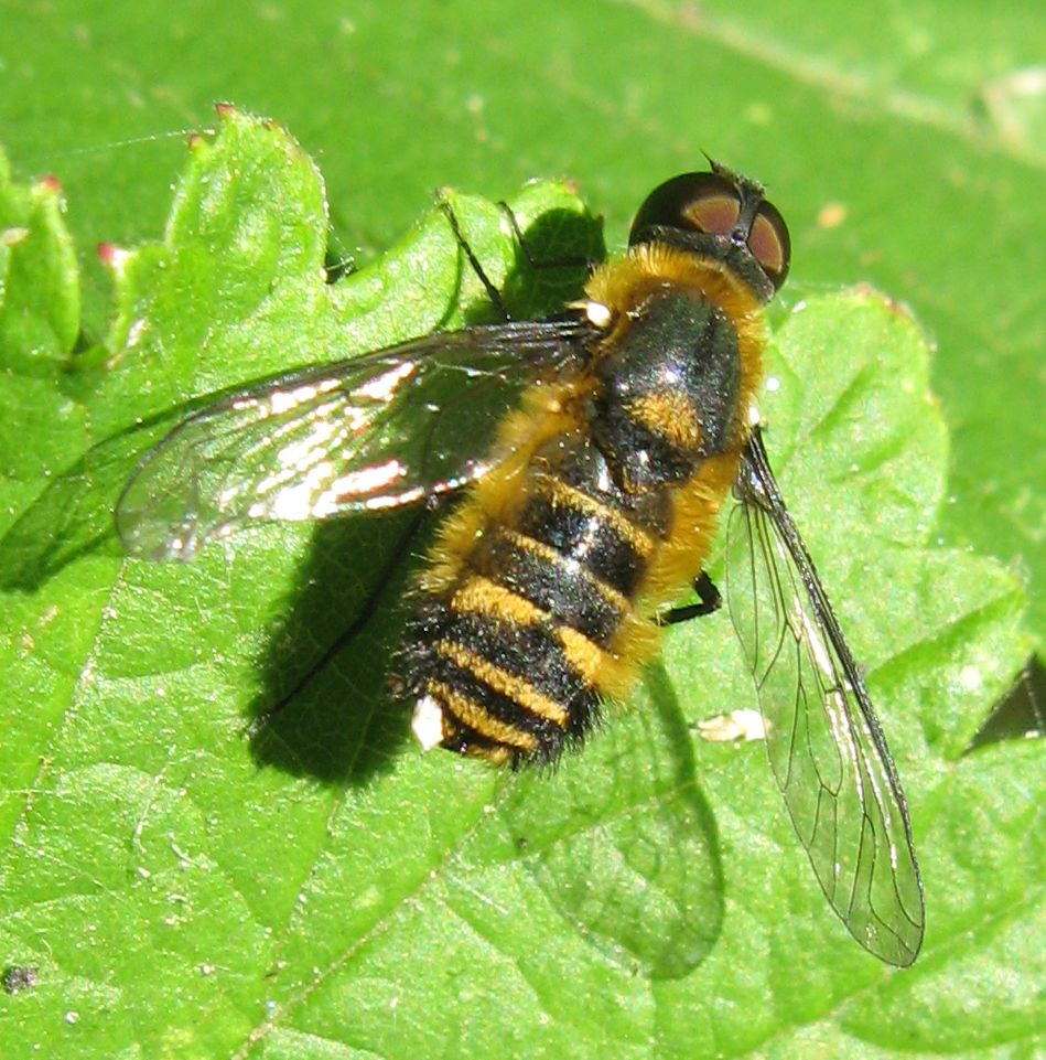 Villa sp. (Bombyliidae), maschio