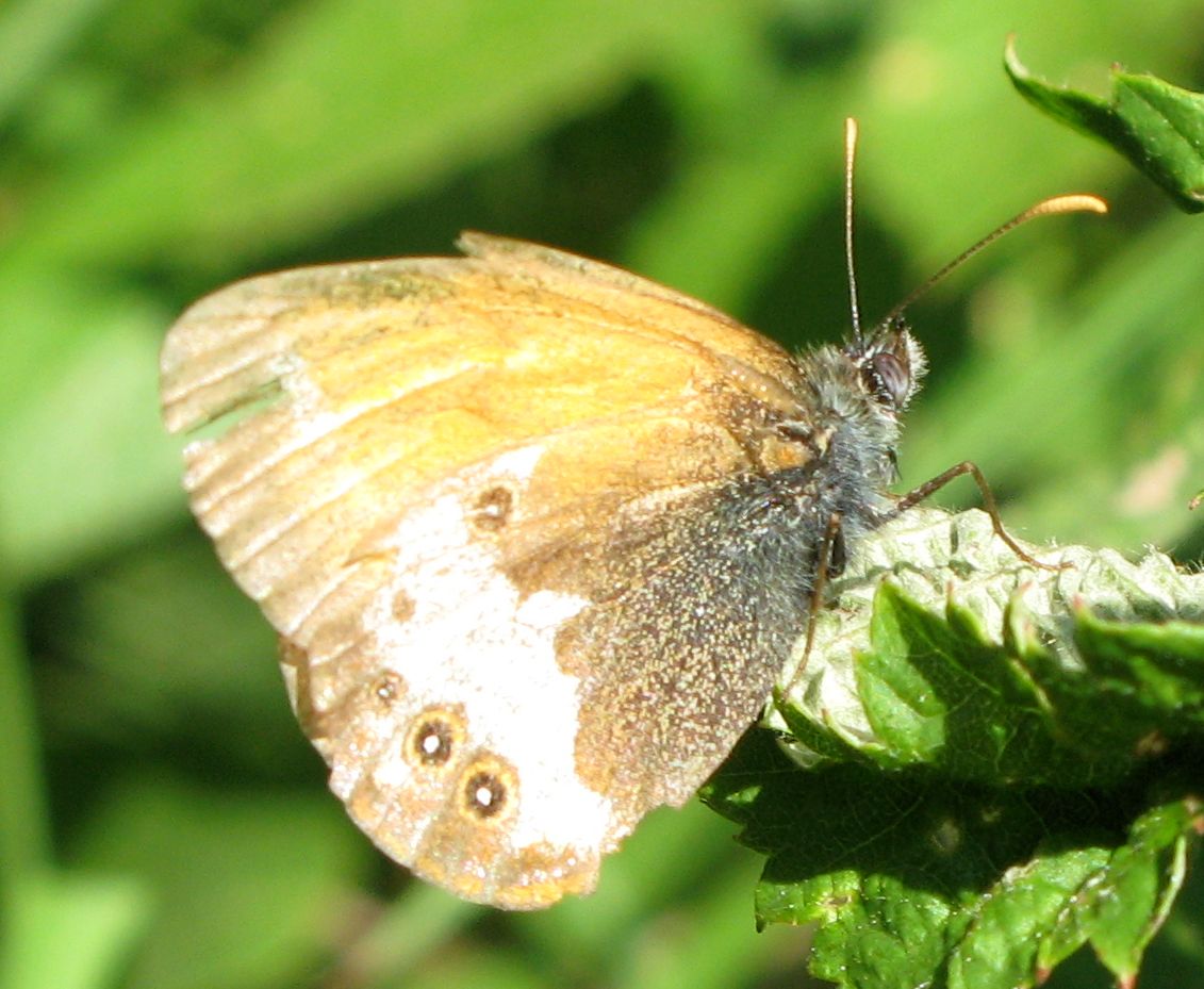 Da identificare... - Coenonympha arcania