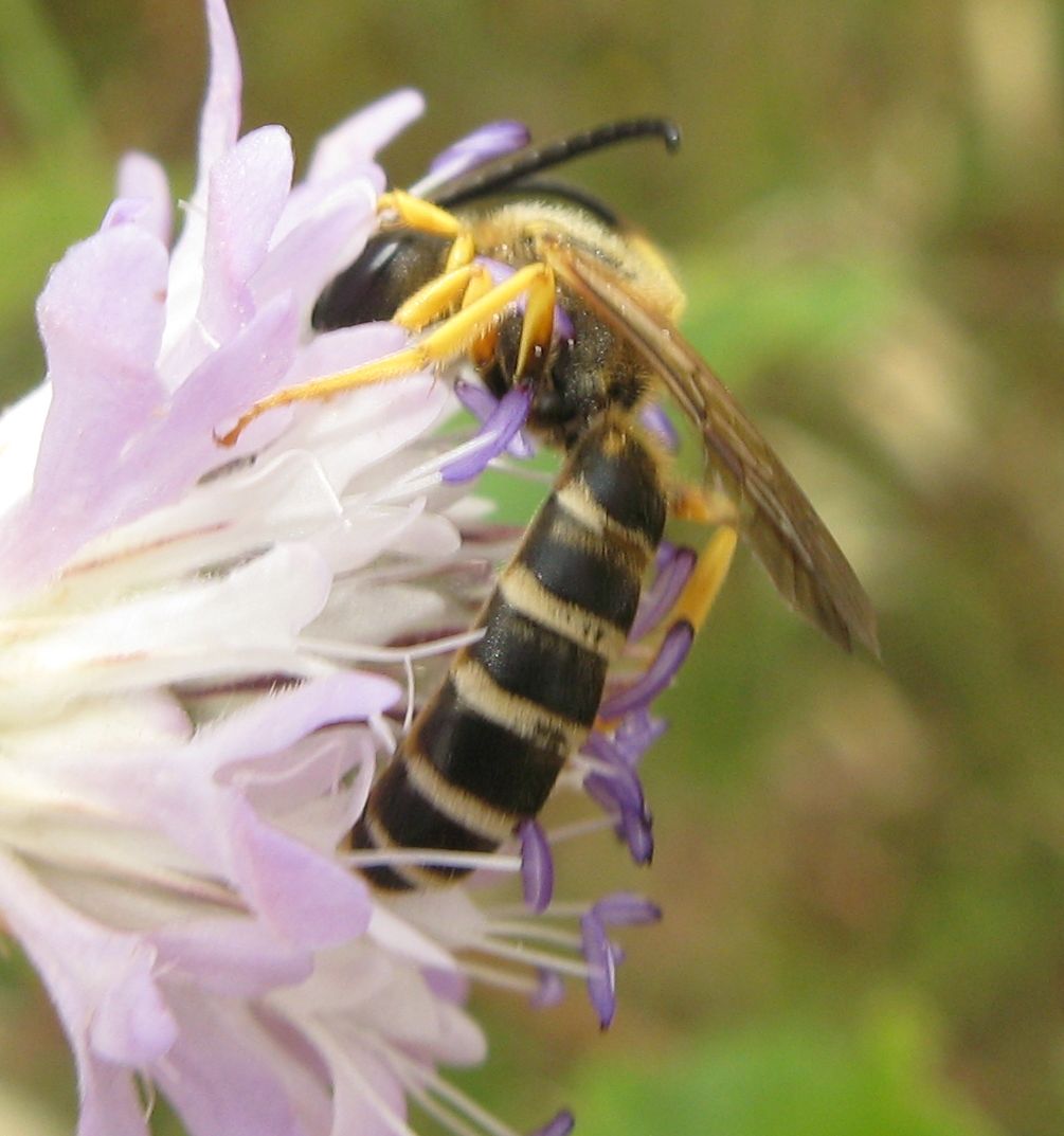 Halictus sp.