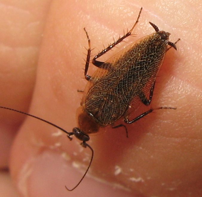 Ectobius cf. erythronotus Burr, 1898