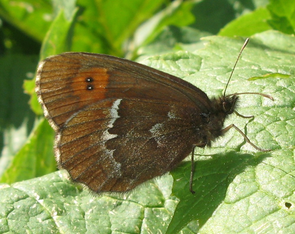 Erebia ligea ?