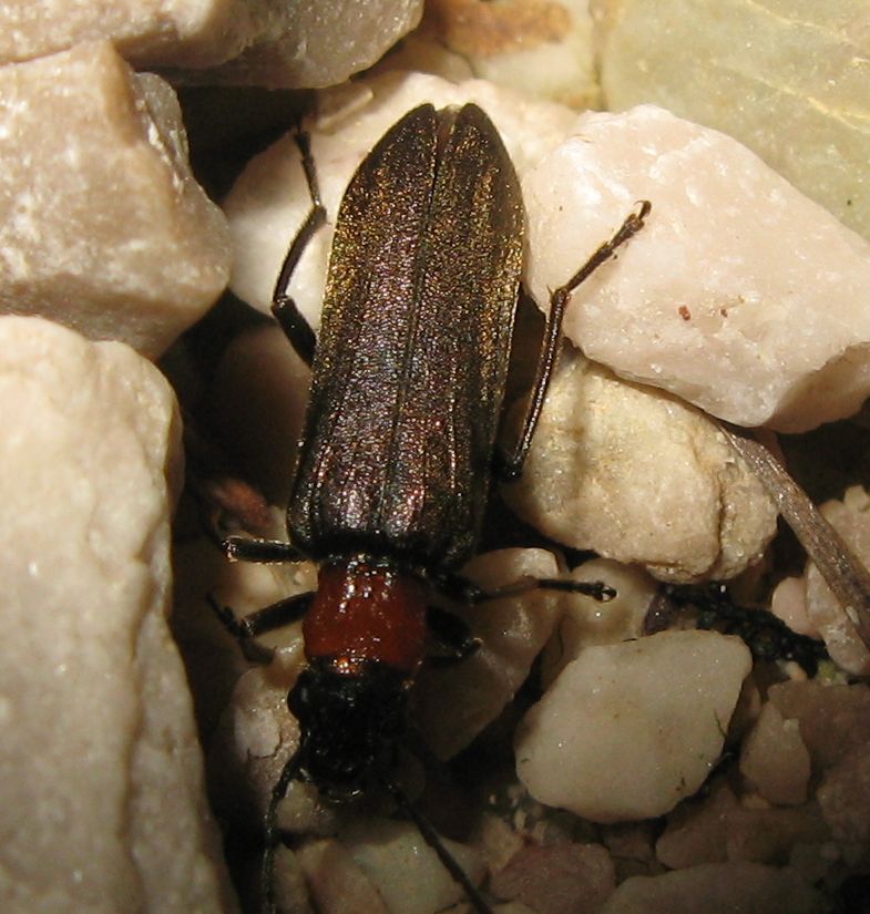 Oedemera altoatesina - Anogcodes sp.