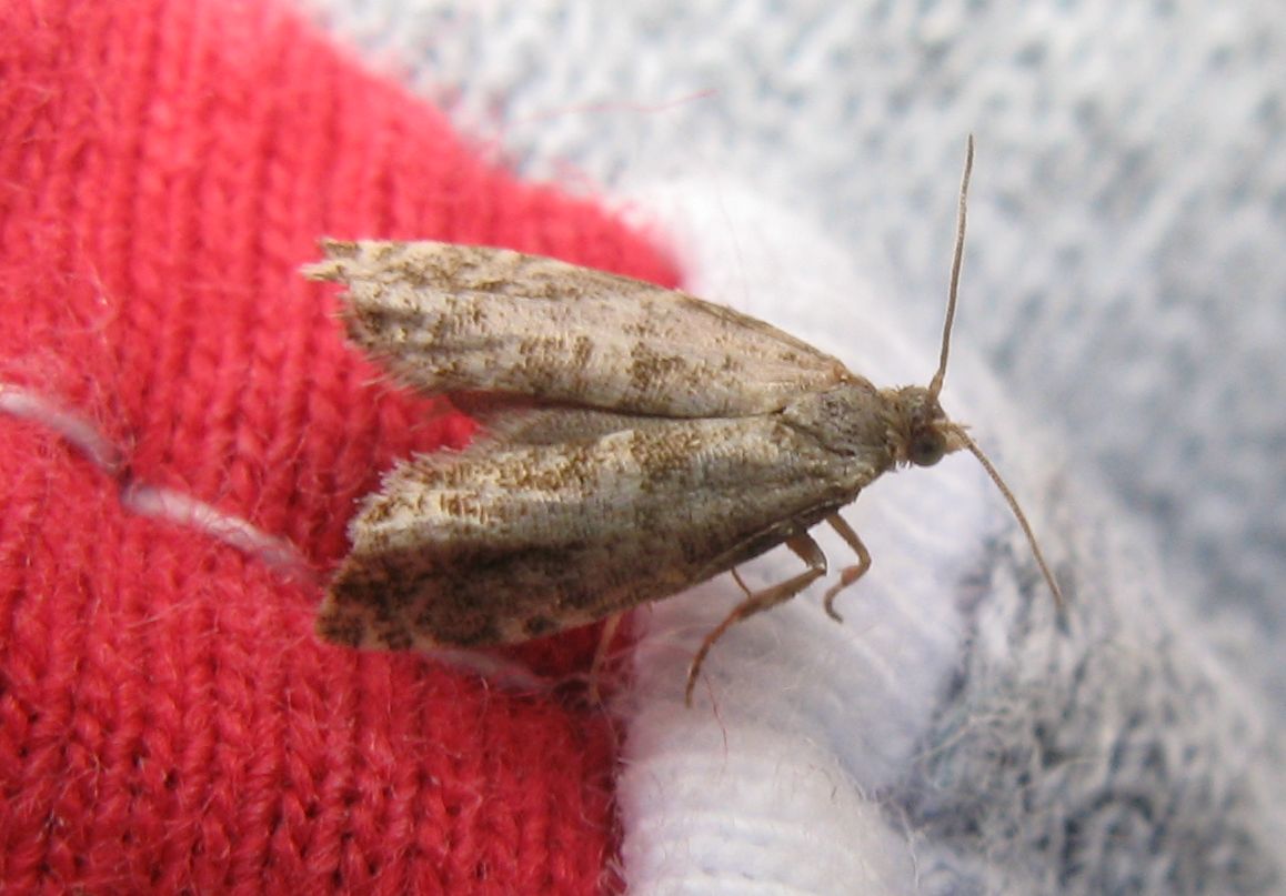 Farfallina logora (Crambidae ?)