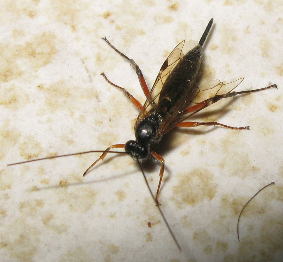 Pimpla cf.turionellae  (Ichneumonidae)