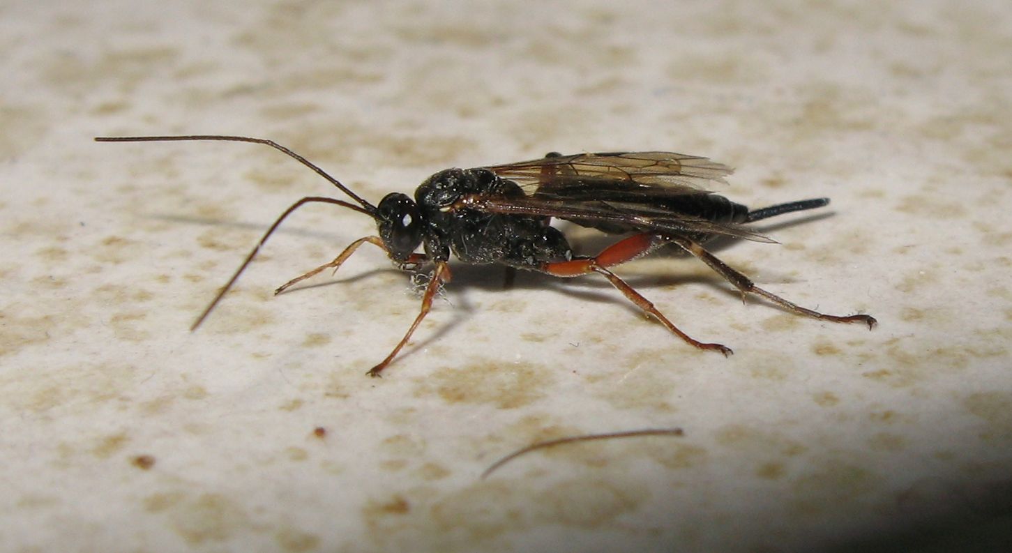 Pimpla cf.turionellae  (Ichneumonidae)