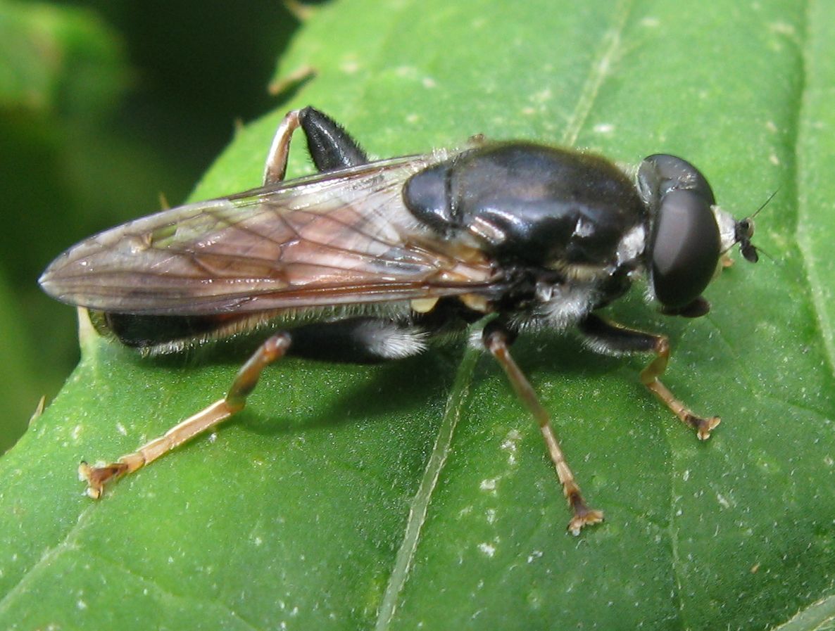 Xylota segnis (Syrphidae) ?