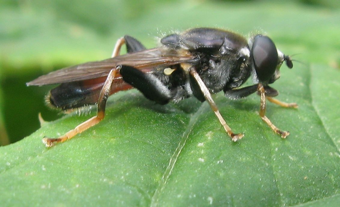 Xylota segnis (Syrphidae) ?