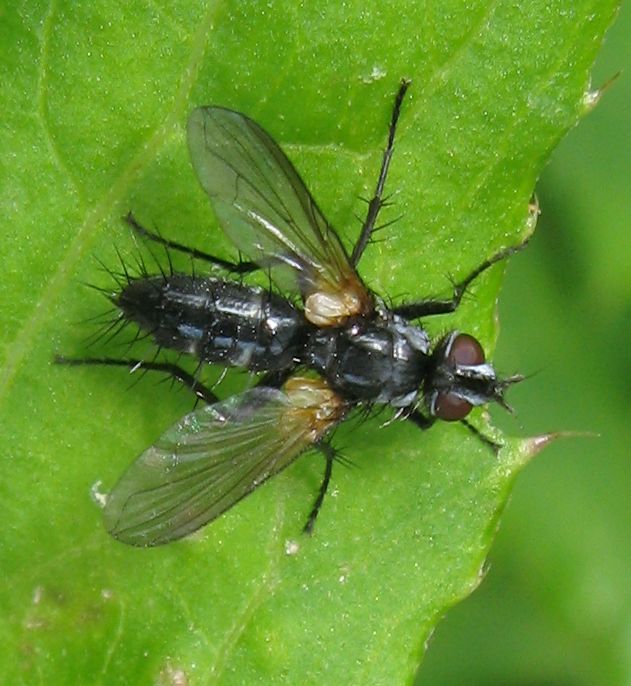 Stevenia sp.? No. Phyllomya sp. Tachinidae