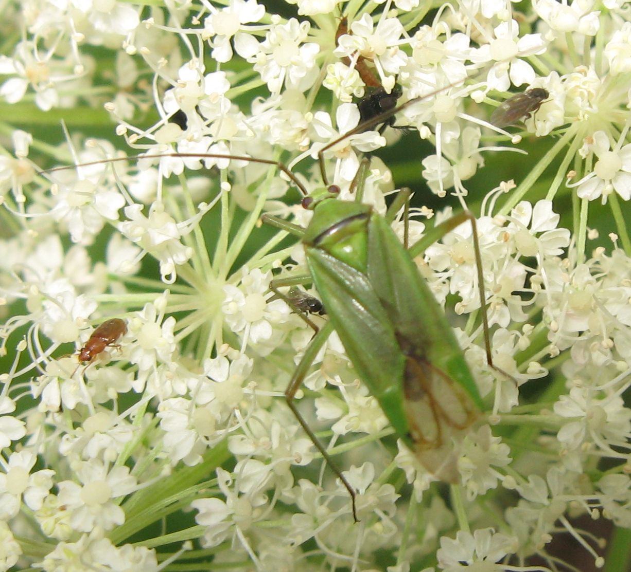 Miridae: Calocoris alpestris dal Trentino (TN)