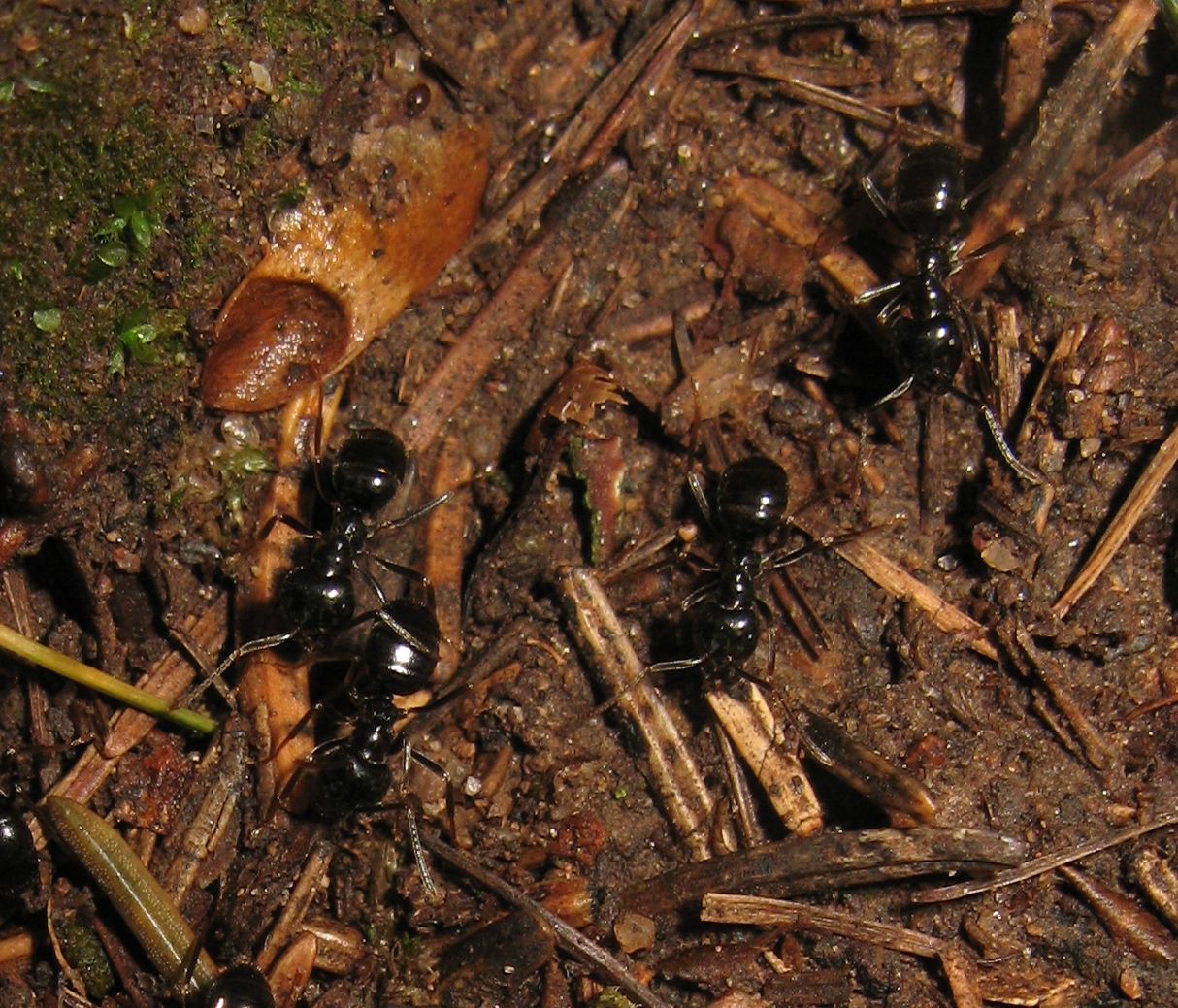 Lasius fuliginosus