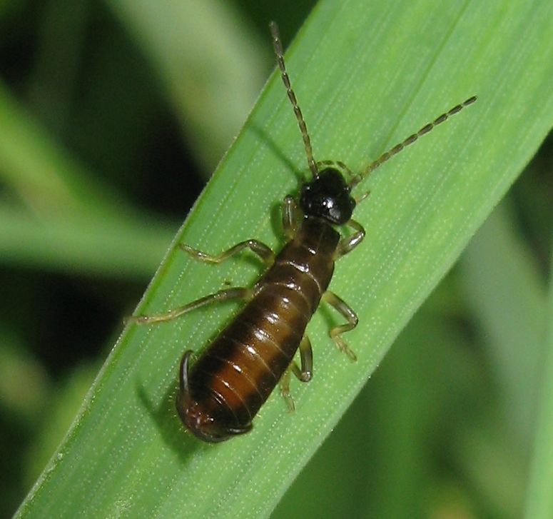 Giovani dermatteri dal Trentino: Guanchia obtusangula (?)