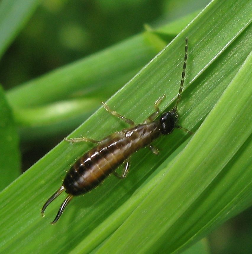 Giovani dermatteri dal Trentino: Guanchia obtusangula (?)