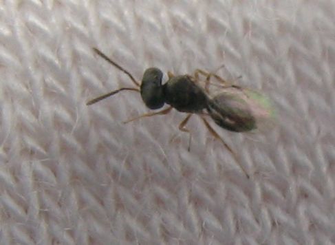 Microimenottero (Chalcidoidea?)