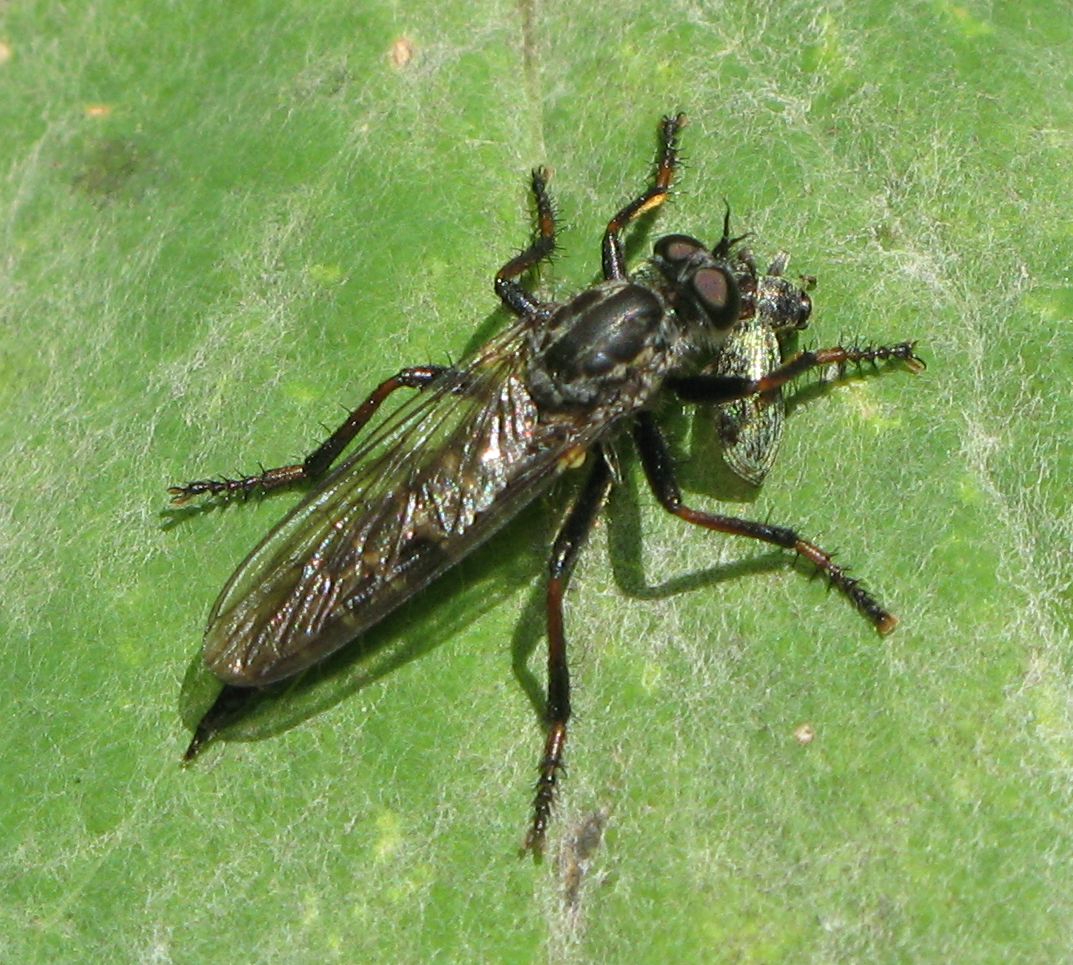 Asilidae da identificare