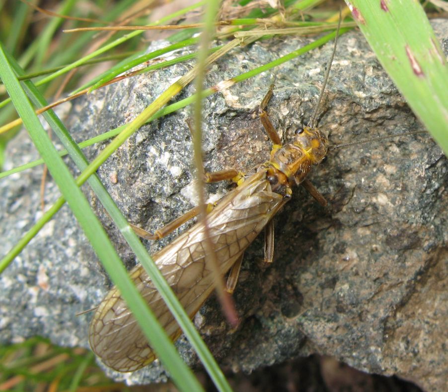 Isoperla sp. ? No, Dictyogenus sp.