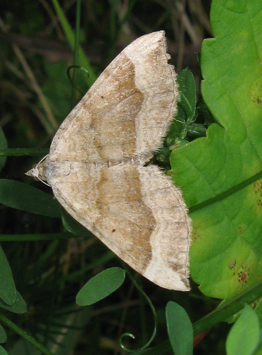 Crocallis elinguaria ? - No, Scotopteryx chenopodiata