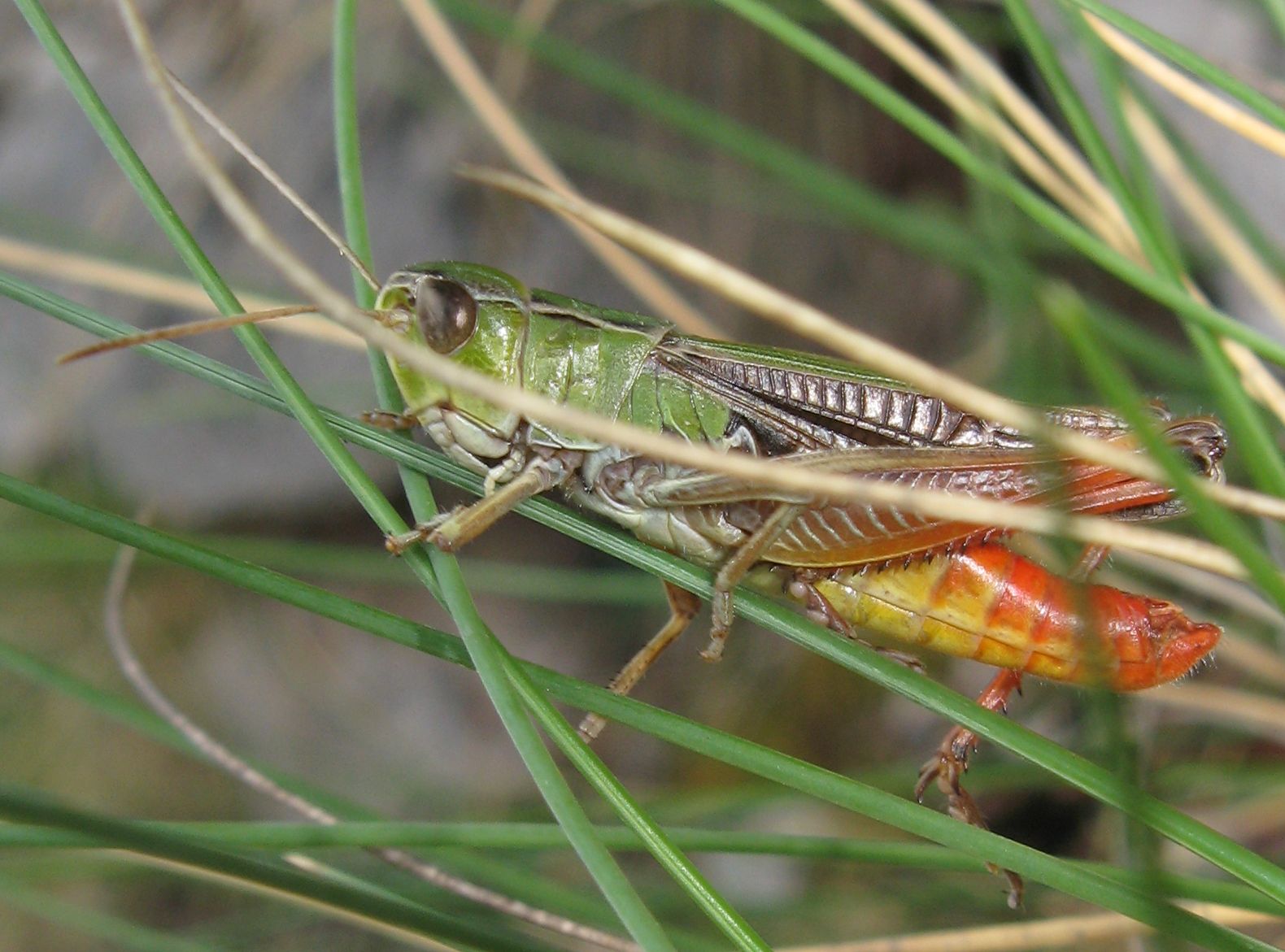 Stenobothrus lineatus ?