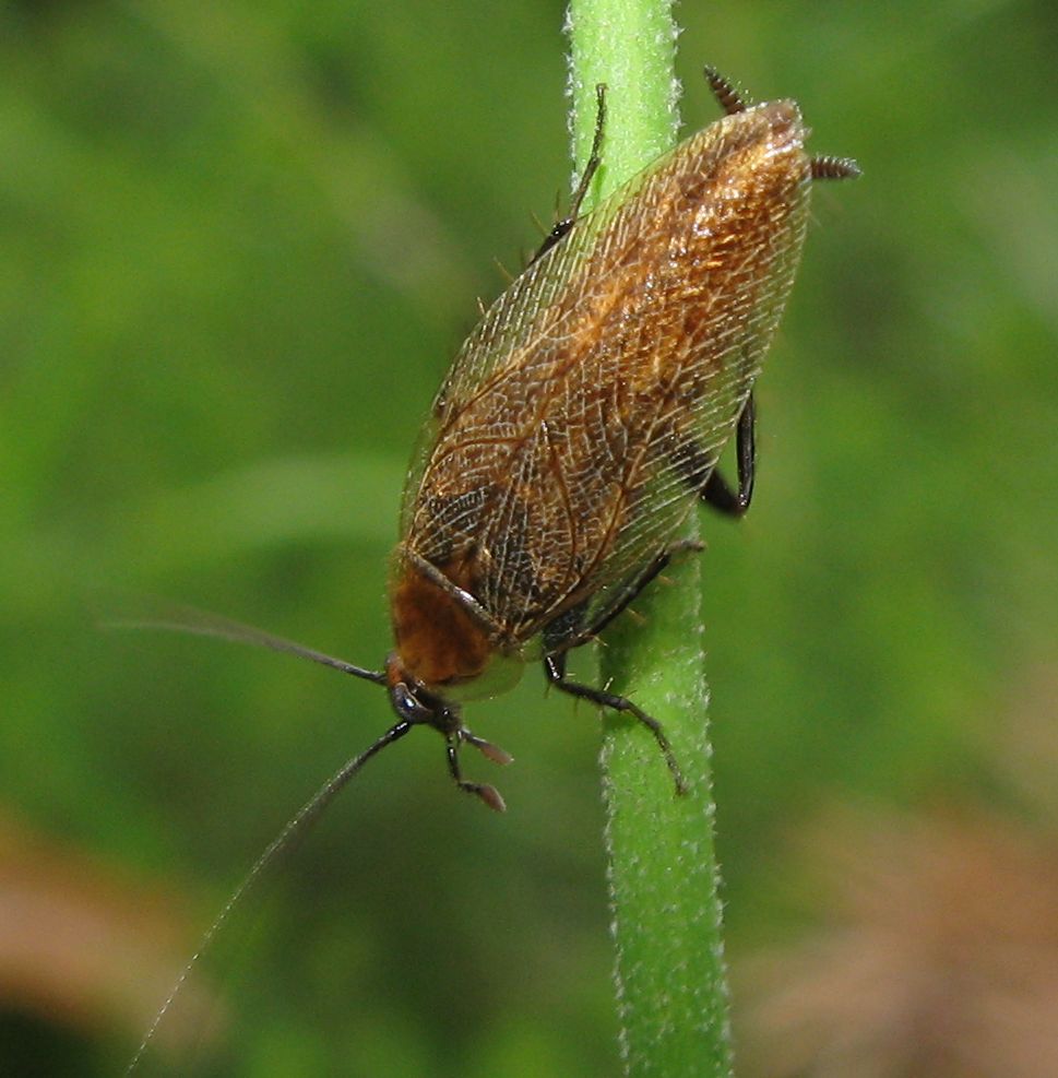 Ectobius cf. erythronotus Burr, 1898