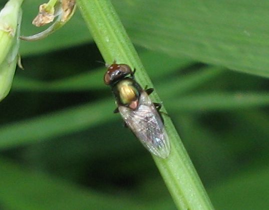 Piccolo dittero da identificare