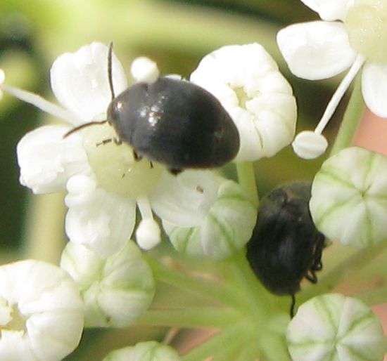 Chrysomelidae Bruchinae: Spermophagus sp.