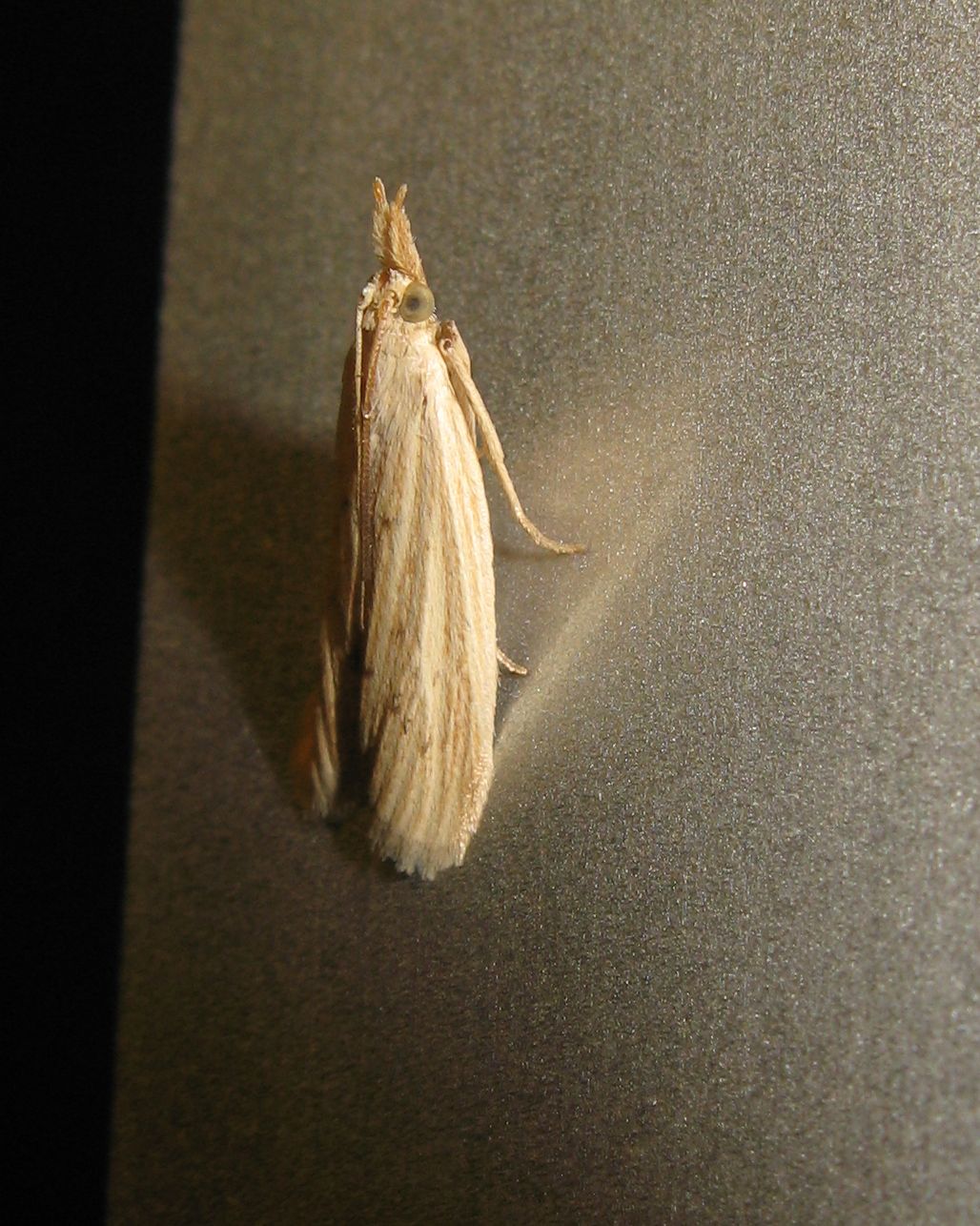 Crambidae - Nomophila noctuella ?