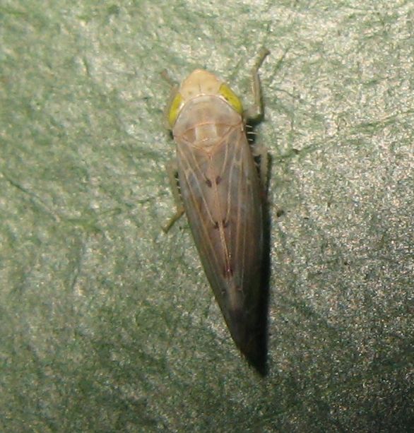 Cicadellidae: Synophropsis lauri dell''Emilia