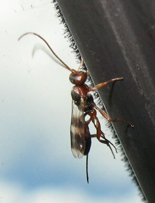 Ichneumonidae, sottofamiglia Cryptinae (trib Phygadeuotini)