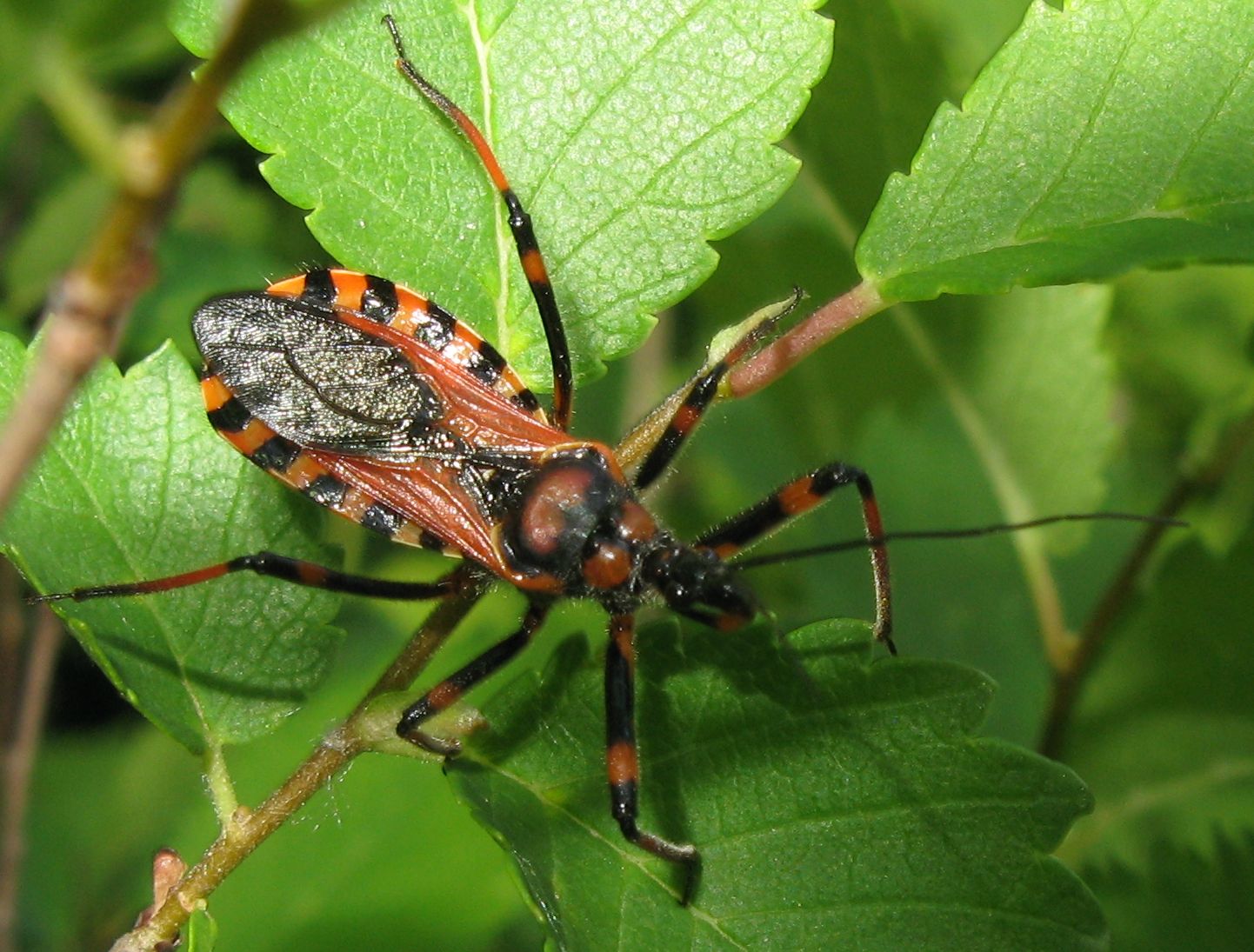 Reduviidae: Rhynocoris cf iracundus dell''Emilia (BO)