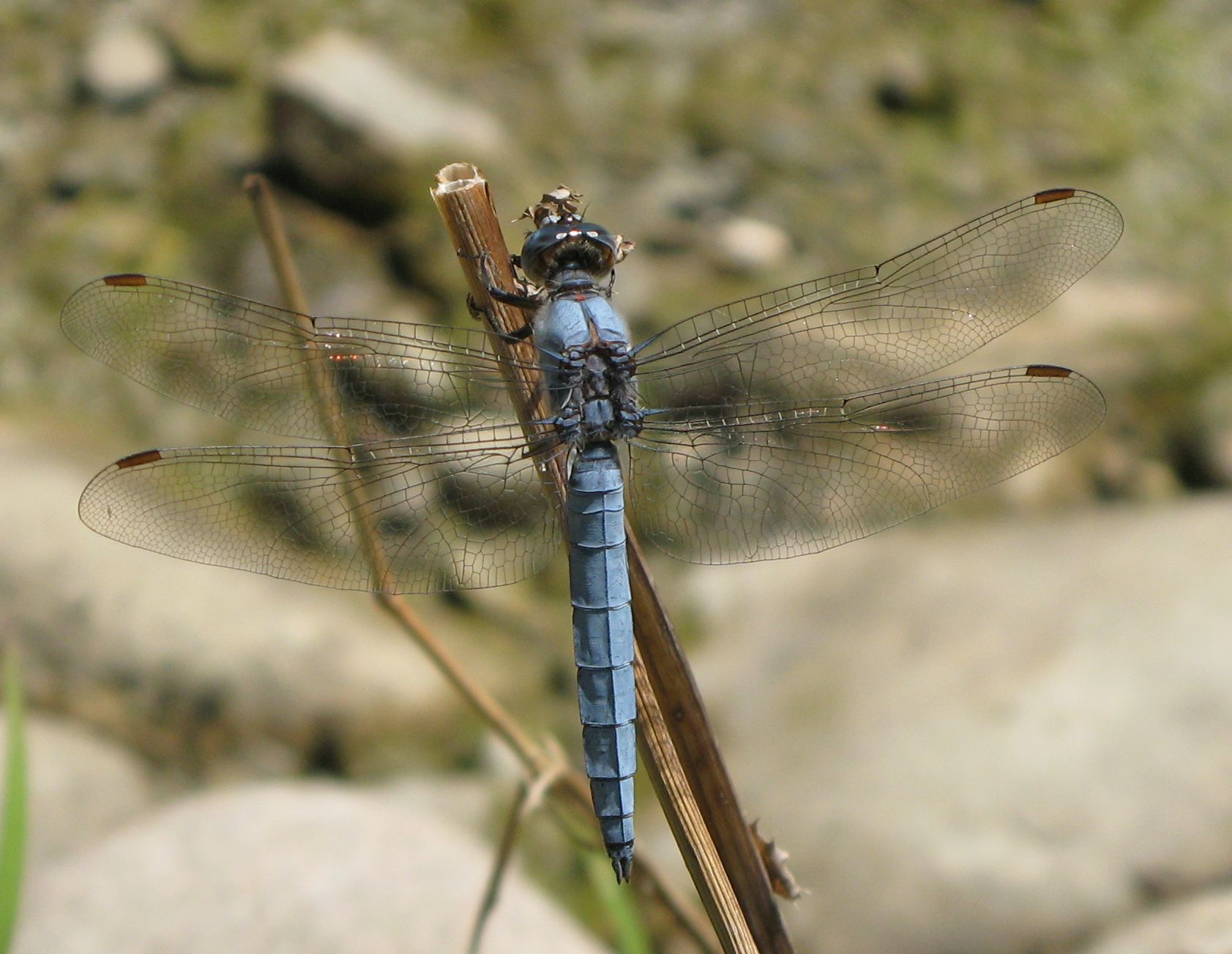 Maschio di Orthetrum brunneum? - Si