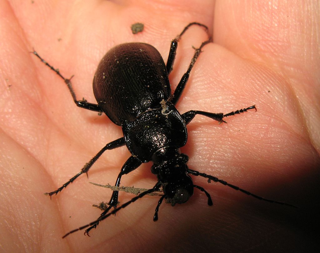 Carabus rossii