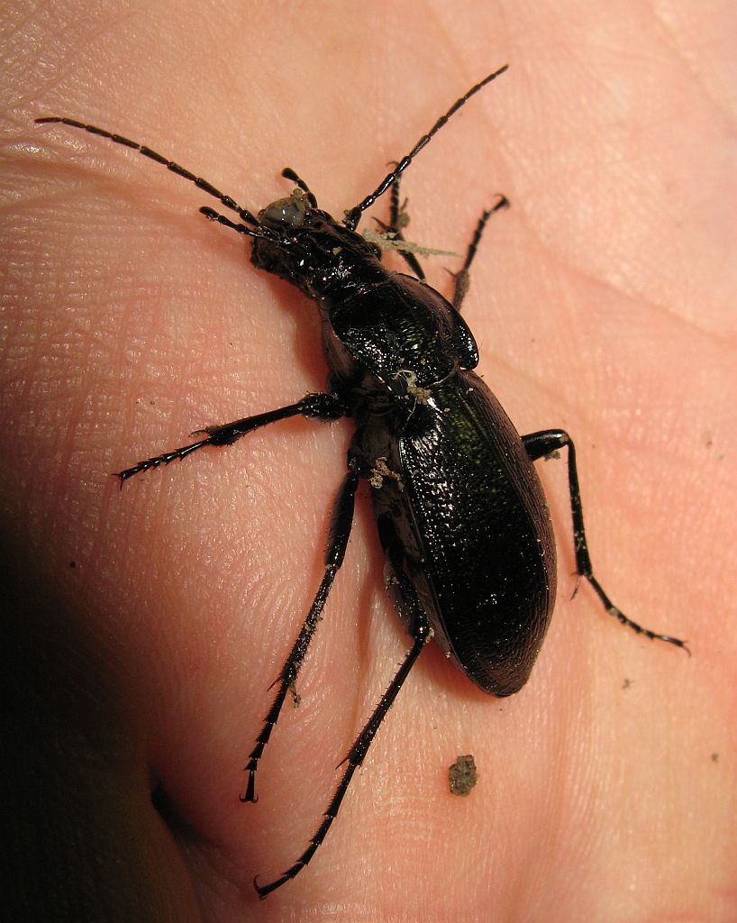 Carabus rossii