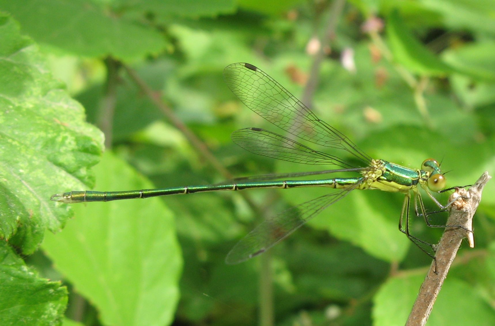 Chalcolestes viridis o parvidens ?  No, Lestes virens vestalis