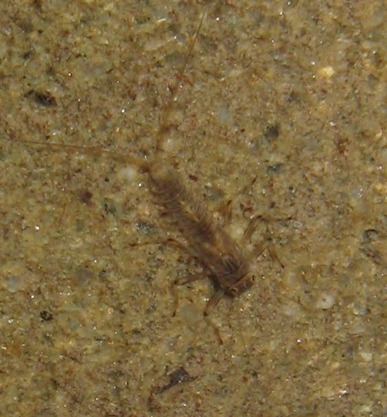 Larva di plecottero? Ninfa di Ephemeroptera: Baetis sp.