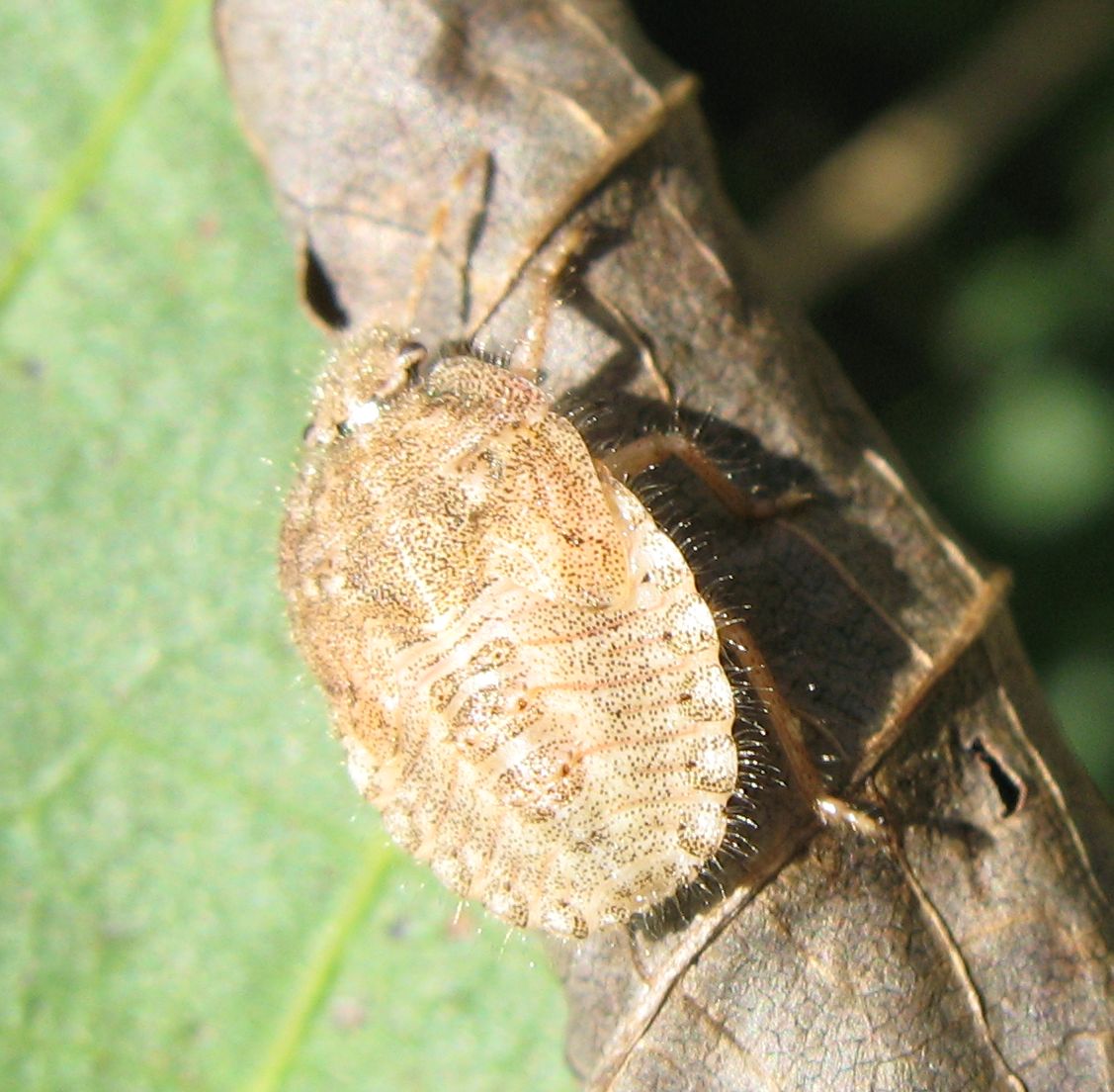 Pentatomidae: Dolycoris baccarum (ninfa) dell''Emilia (BO)