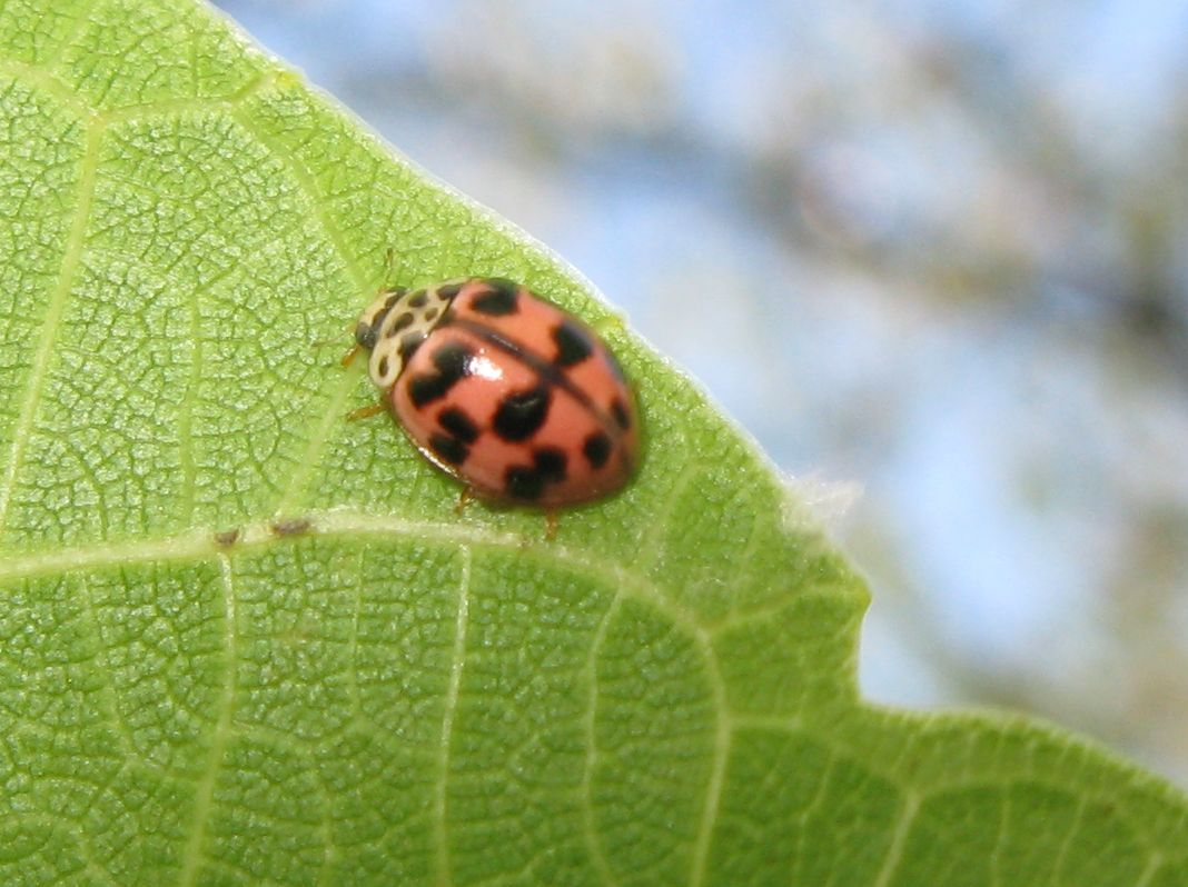 Oenopia conglobata