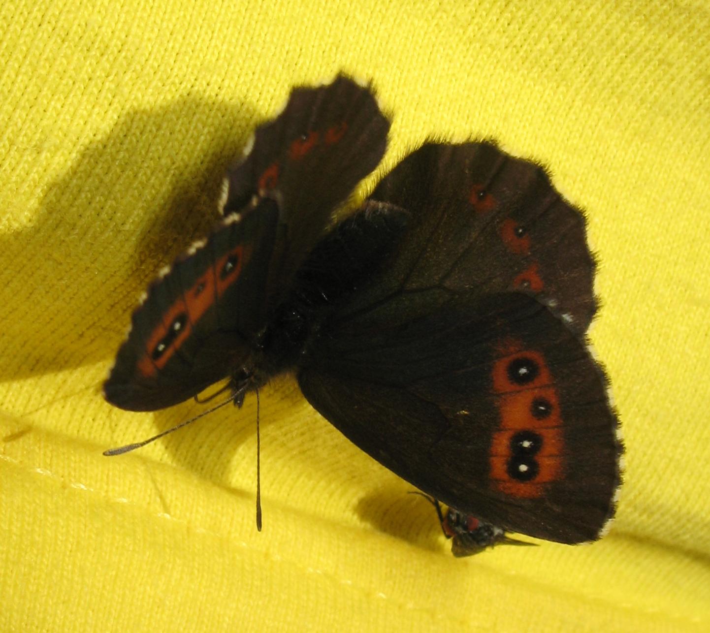 Erebia euryale ?