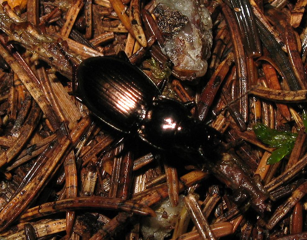 Pterostichus burmeisteri - Carabidae