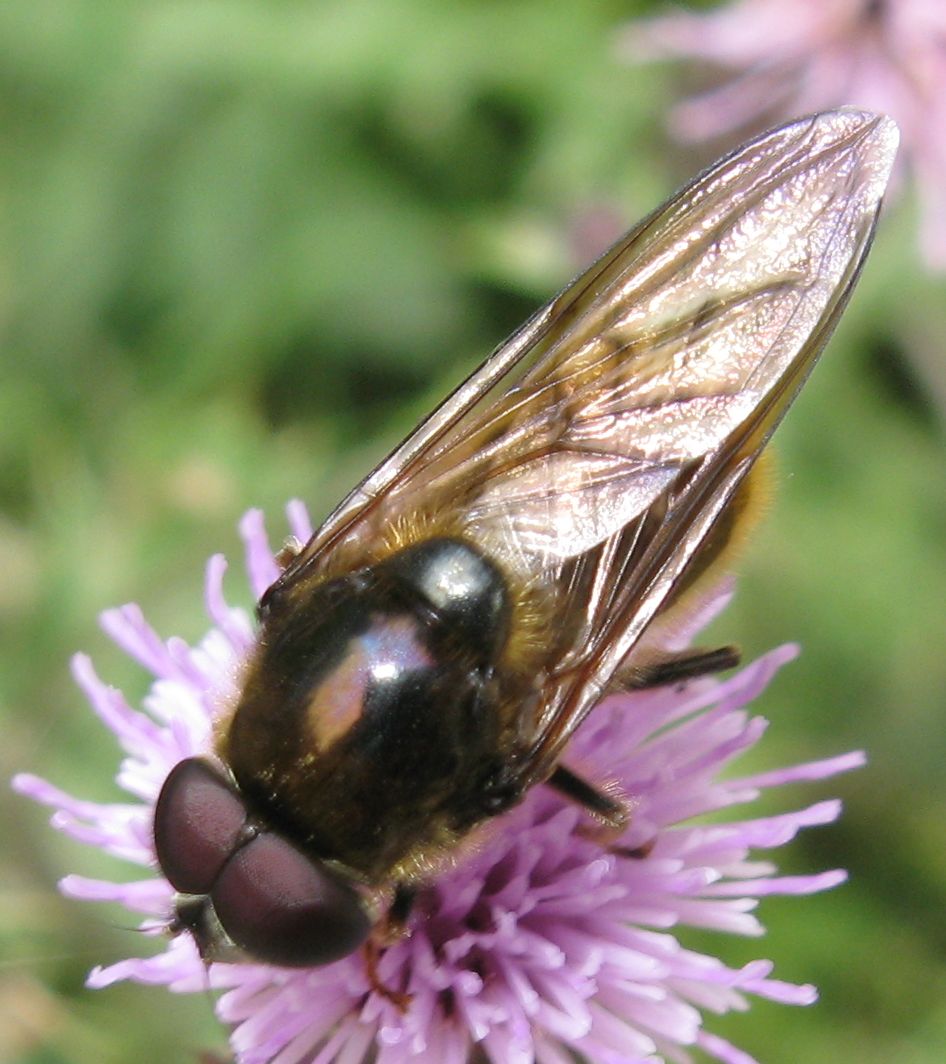 Cheilosia sp.