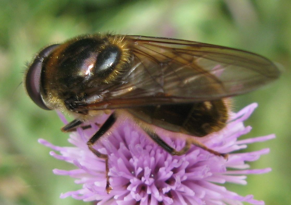 Cheilosia sp.