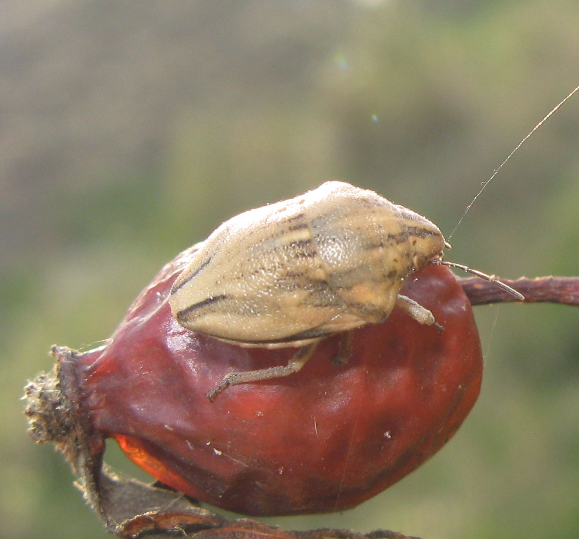 Pentatomidae: Odontotarsus purpureolineatus dell''Emilia