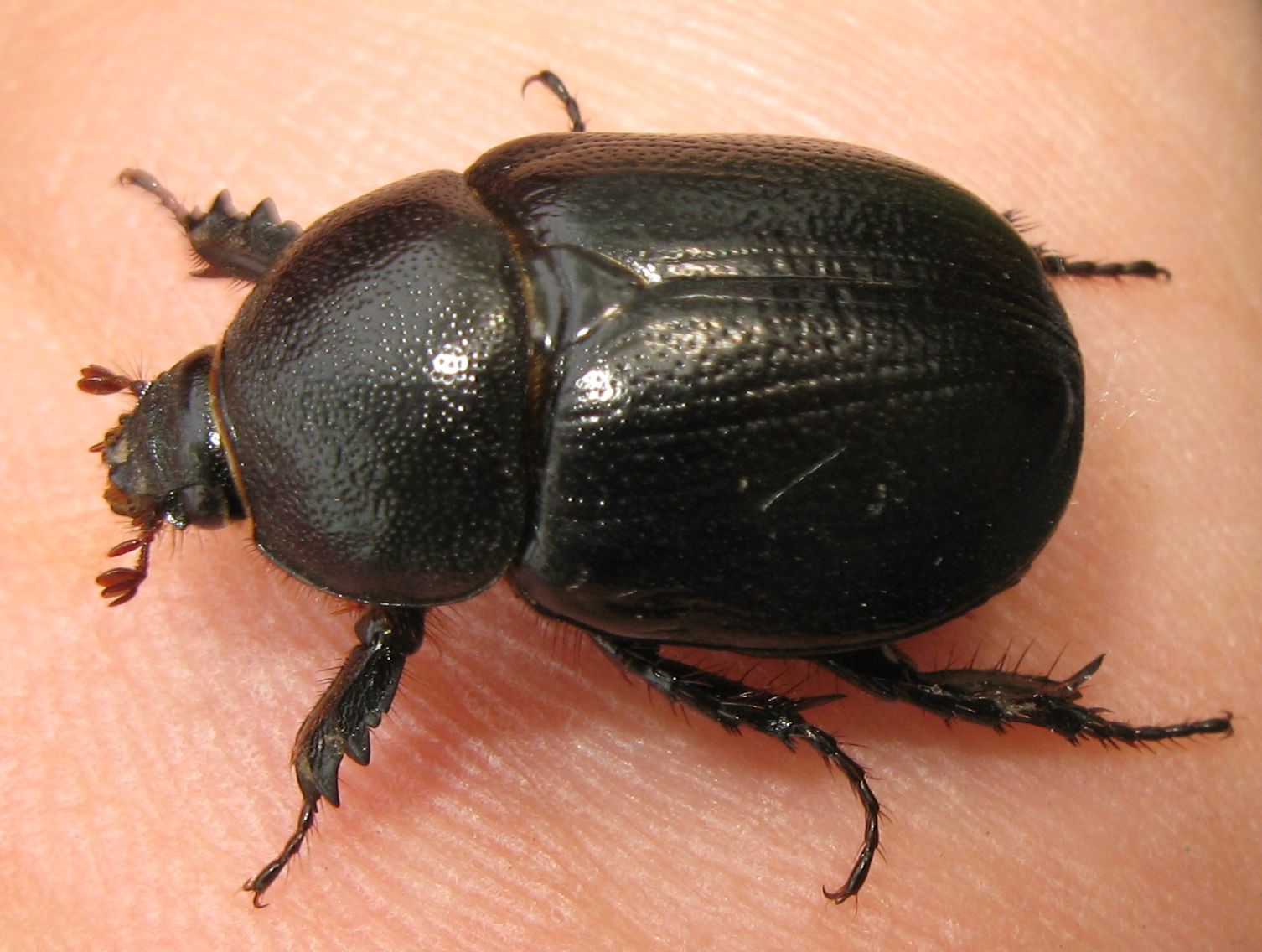 Pentodon punctatus bidens, Dynastidae