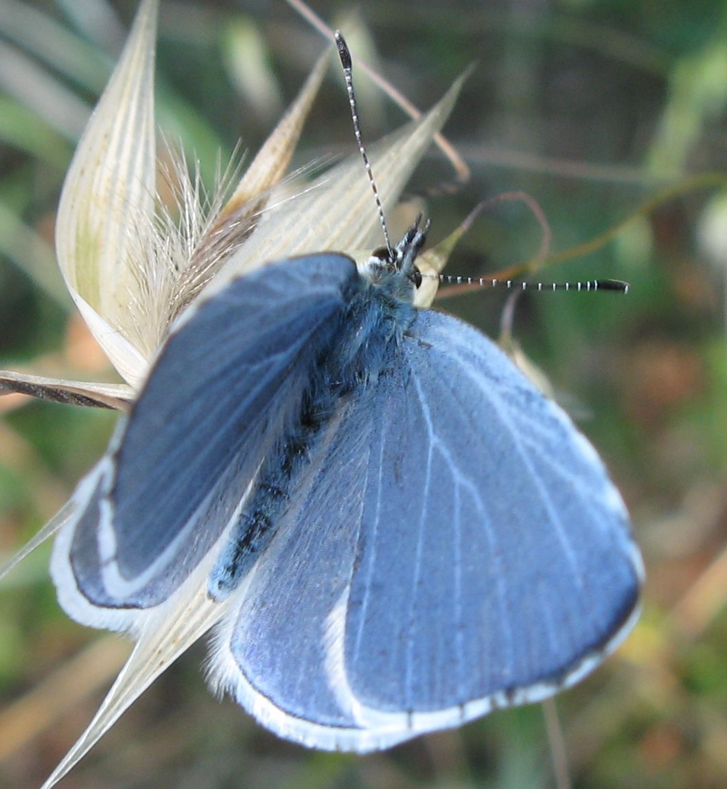 Lycaenidae da identificare